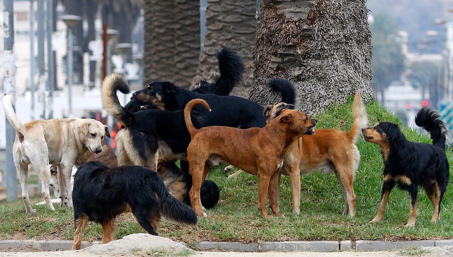 Corte Suprema ordena a municipalidad de Valparaíso fiscalizar a perros vagos