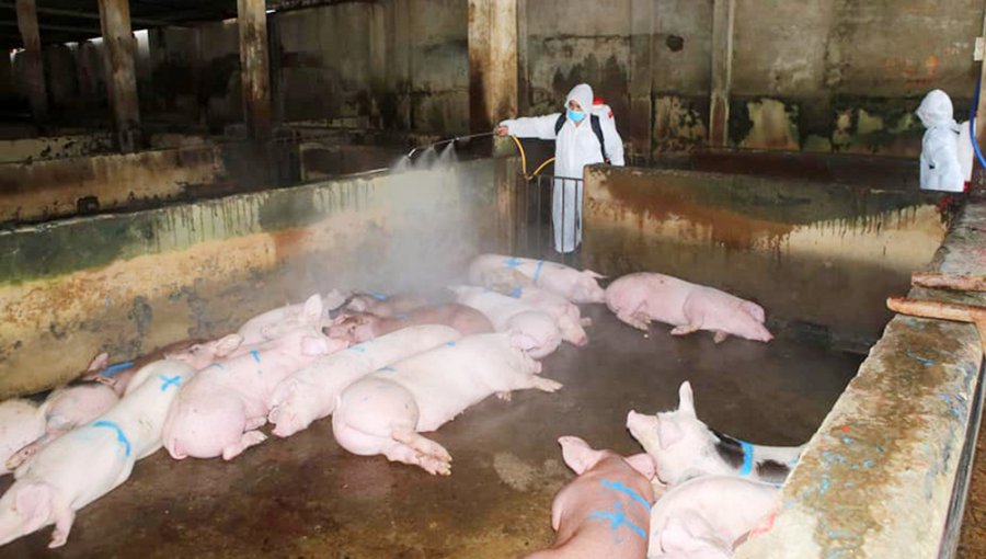 Corea del Sur confirma sus primeros casos de peste porcina africana