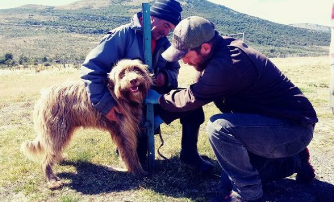 Pruebas científicas demuestran que perro ovejero patagón es chileno