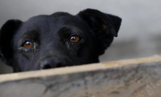 Imputados por la muerte del perro "Cholito" cumplirán pena en libertad