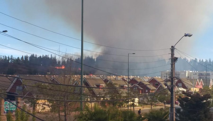 Declaran Alerta Roja por incendio forestal de grandes proporciones en sector Curauma de Valparaíso