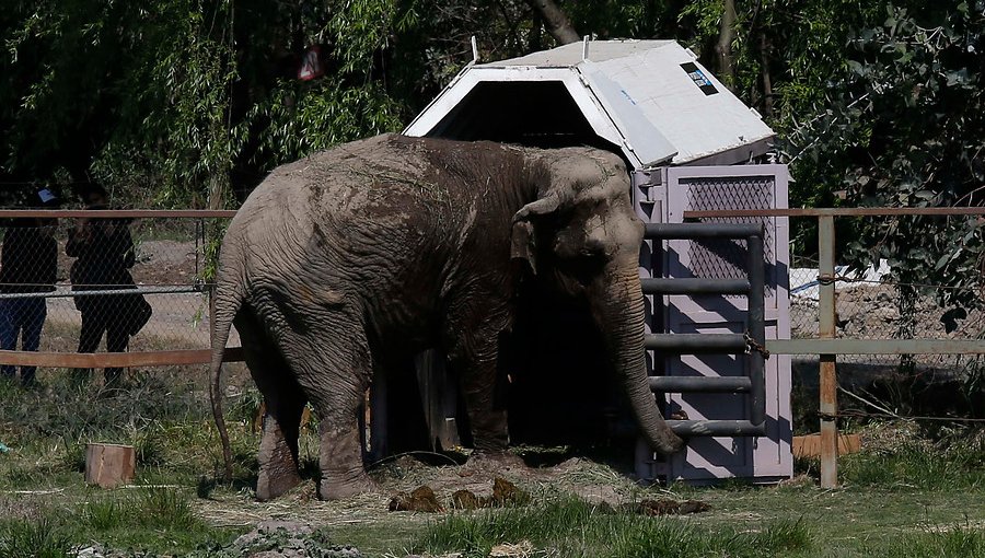 Elefanta que sobrevivió a maltratos en circos nacionales será llevada a santuario en Brasil