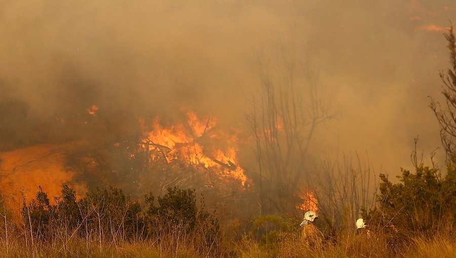 Alerta Roja en Machalí por incendio forestal en Reserva Nacional Río Cipreses
