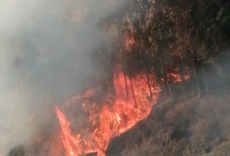 Incendio forestal en el cerro Playa Ancha de Valparaíso consumió 7 mil metros cuadrados