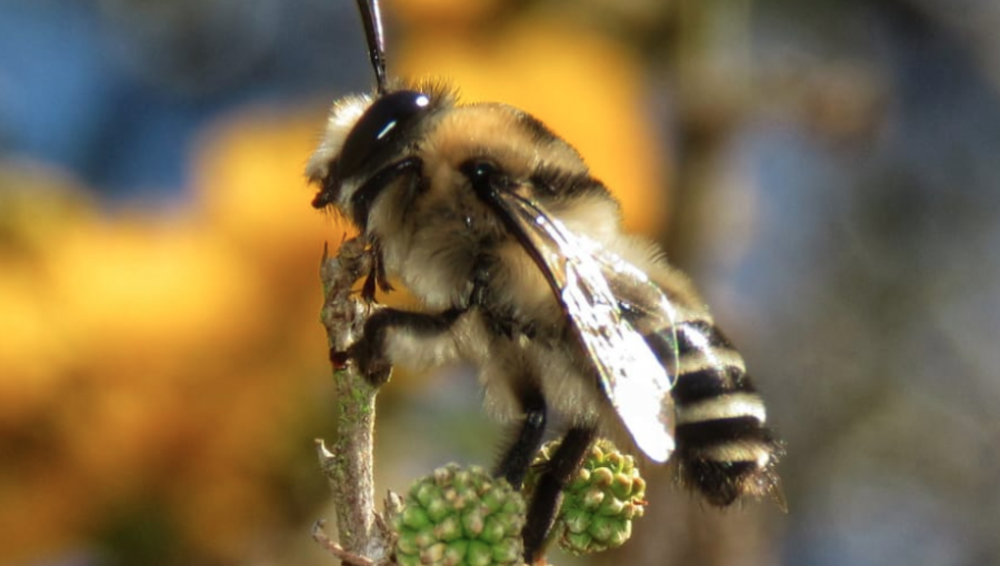 Foto de abeja chilena en parque La Ligua logra portada de prestigiosa revista de entomología