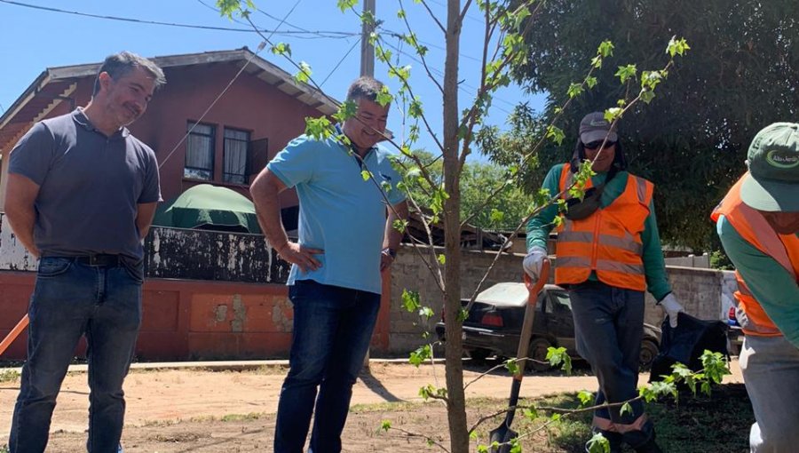 Más de 800 árboles serán plantados en Limache para reforestar la zona urbana