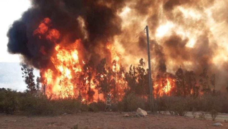 Incendio forestal en sector Puente Colmo de Quillota ha consumido alrededor de 10 hectáreas
