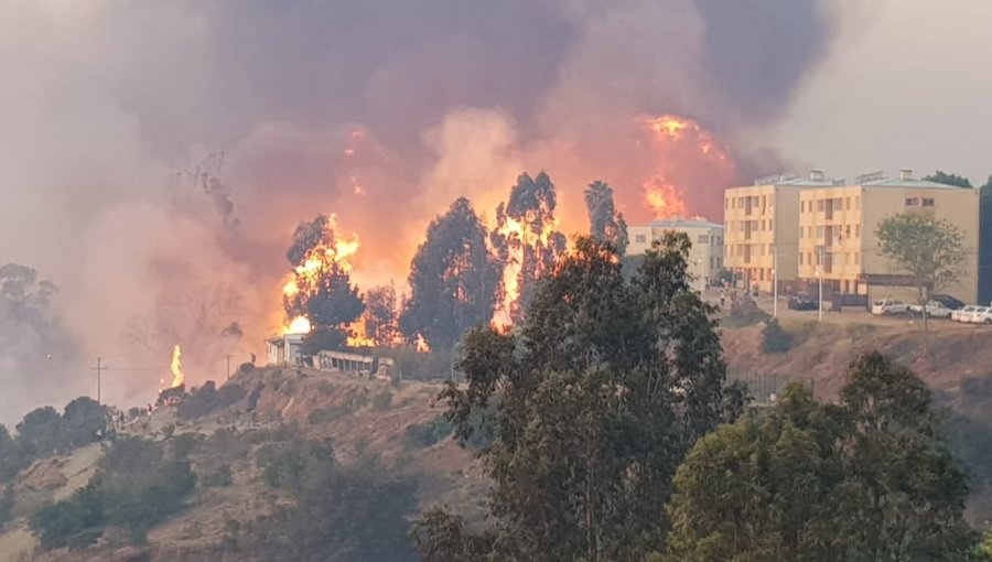 Momentos de terror se vivieron en Viña del Mar por incendio forestal en Miraflores Alto