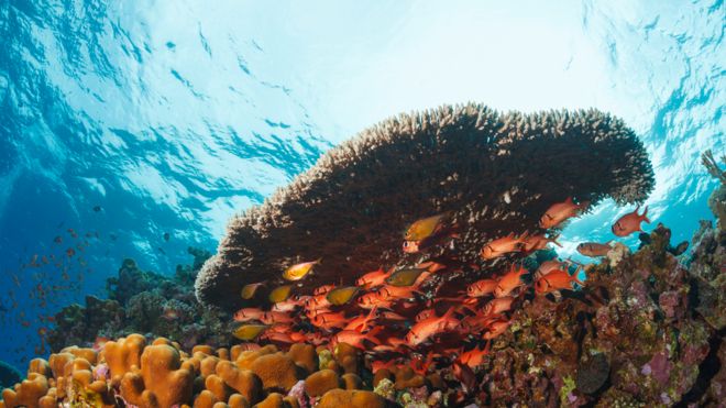 Informe de Greenpeace expone consecuencias del cambio climático en los océanos