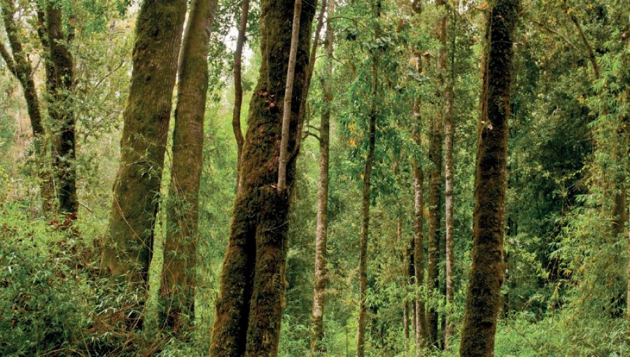 Chile se adjudica fondos por más de $ 89 millones para el aumento del bosque nativo