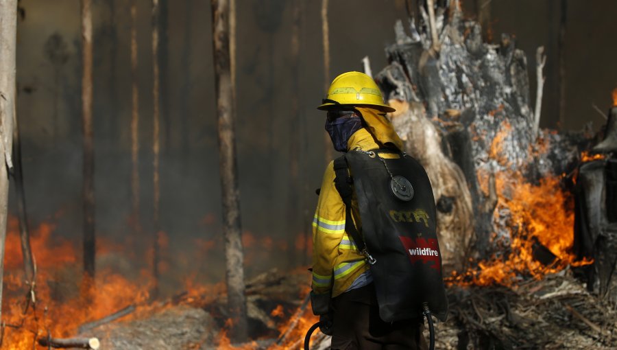 Alerta roja: Incendio forestal ha consumido más de 20 hectáreas en Navidad
