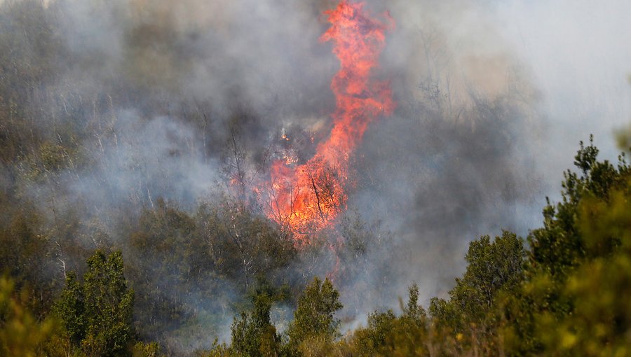 Declaran Alerta Roja para la comuna de Galvarino por incendio forestal cercano a viviendas