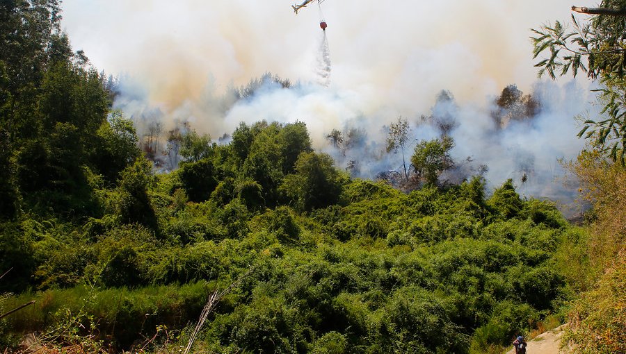 Gobierno anuncia que presentará una querella por los incendios forestales en la región del Biobío