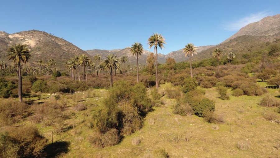 Hijuelas: Conaf reabrió parcialmente el sector Palmas de Ocoa del parque La Campana