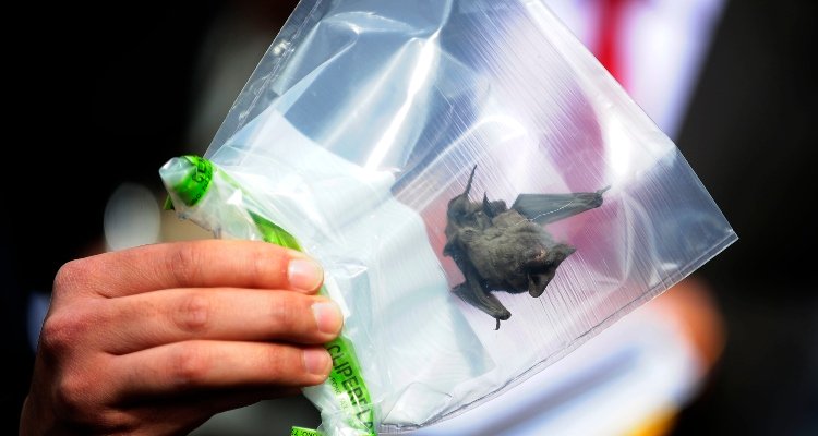 ISP advierte que no se deben tocar murciélagos por riesgo de contagio con rabia