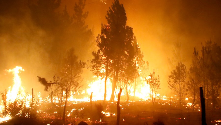 Onemi reporta que ocho incendios forestales se encuentran activos a nivel nacional