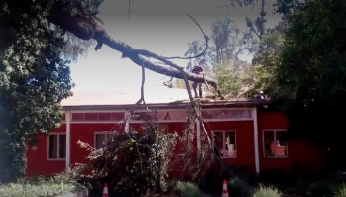 Tronco de árbol cayó sobre techo del hospital de Peñablanca: 20 personas fueron evacuadas
