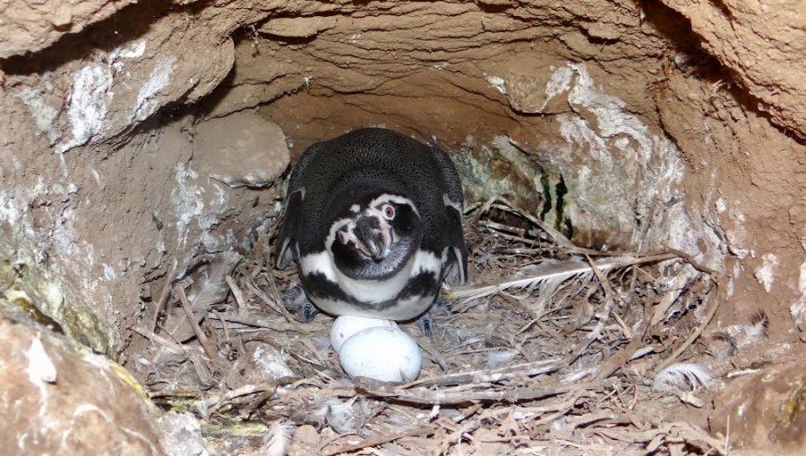 Conaf registró 1.052 pingüinos de Humboldt en el Monumento Natural Isla Cachagua de Zapallar
