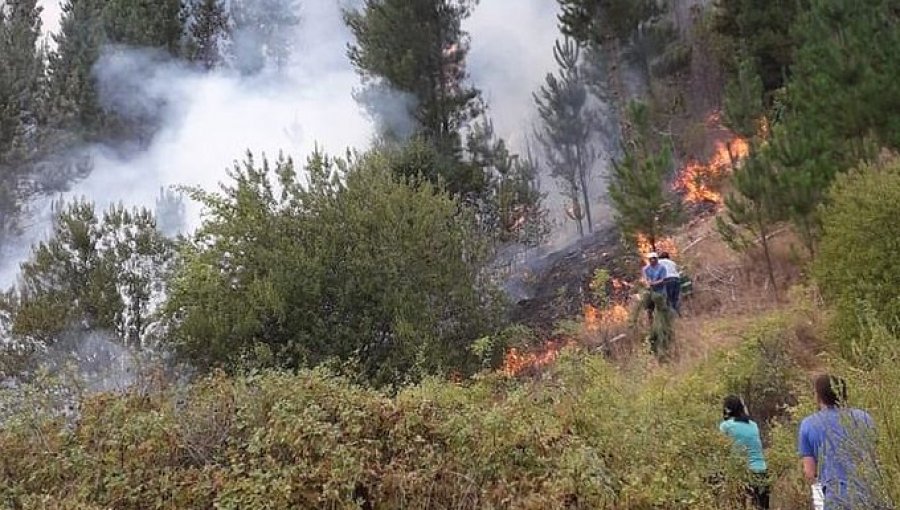Declaran Alerta Roja para la comuna de Santa Juana por incendio forestal cercano a sectores habitados