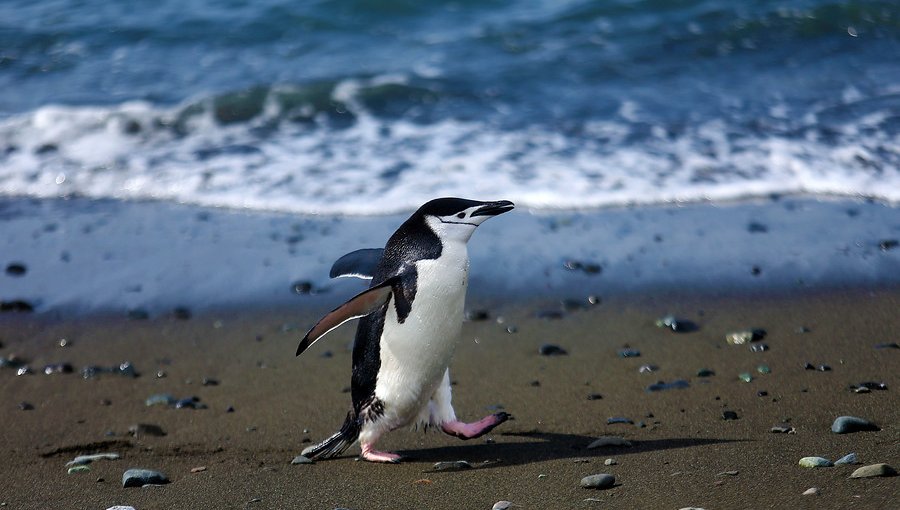 Sernapesca registró 177 pingüinos varados en las costas del país durante el 2019