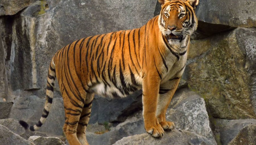 Tigre del zoológico de Bronx dio positivo a Covid-19: es el primer caso de contagio en un animal en EE.UU.