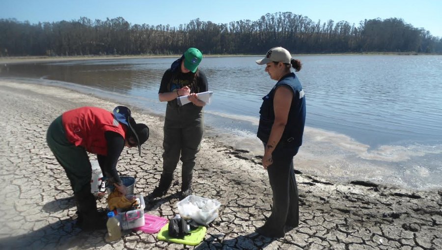 Investigadores advierten sobre la mala calidad del estado ecológico del humedal El Yali