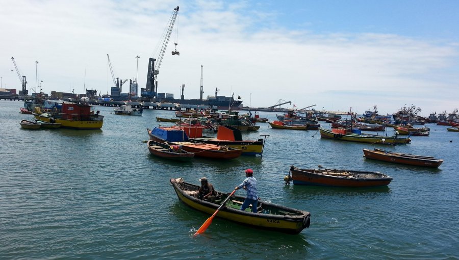 Piden que el Gobierno apoye a pescadores artesanales ante intención de industriales por extraer jibia por arrastre