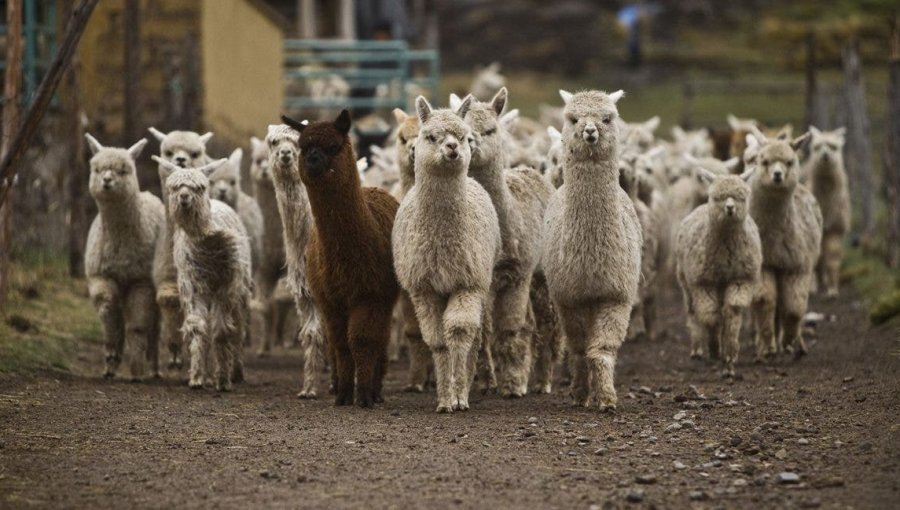 Encuentran en alpacas el "anticuerpo más fuerte del mundo" contra el Coronavirus