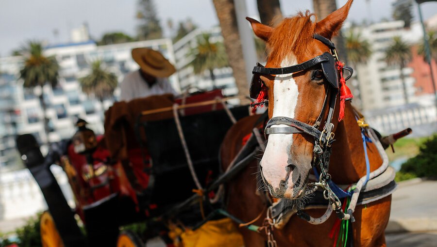 El drama de los cocheros en Viña del Mar: por falta de recursos, han debido vender sus caballos hasta a carnicerías
