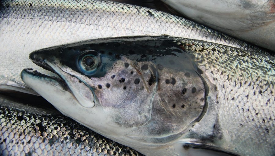 Aduana de China: no hay restricciones para ingreso del salmón chileno