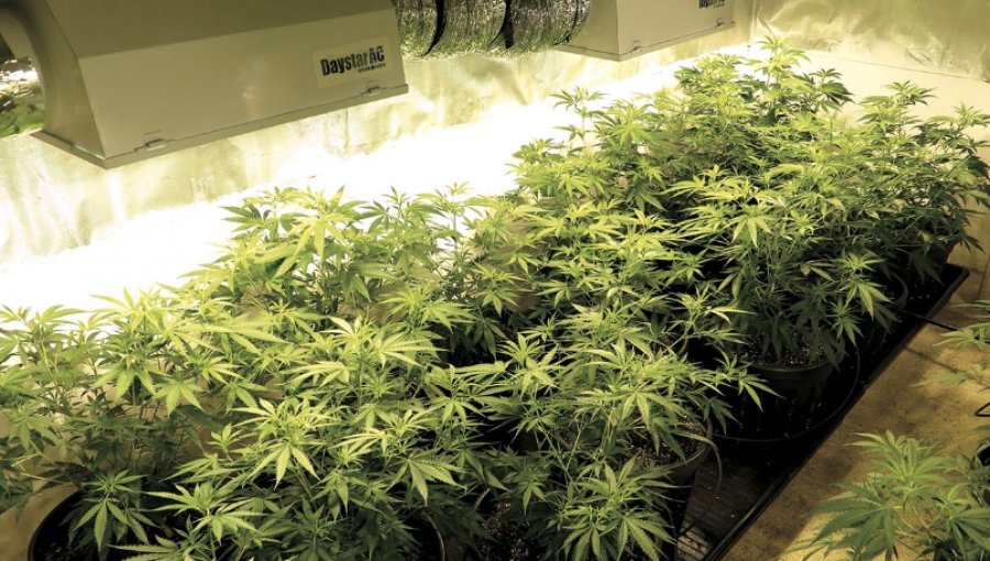 Corte Suprema confirma fallo por cultivo indoor de marihuana en Quilpué