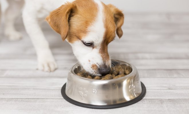 Servicio Agrícola y Ganadero detecta contaminación en alimentos para perros marca Cannes
