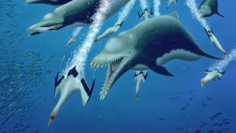 Esqueleto de 4,5 metros de un delfín extinto sugiere una evolución paralela entre las ballenas
