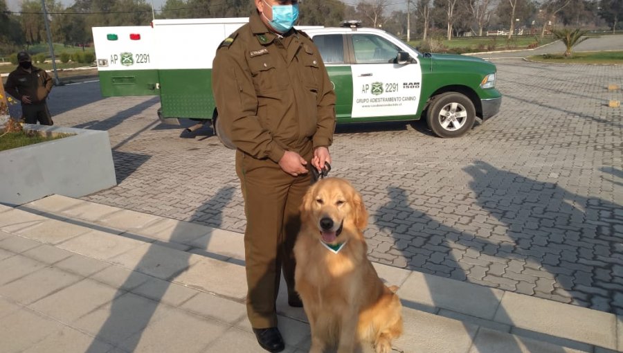 Carabineros entrena a perros para detectar a personas contagiadas con Covid-19
