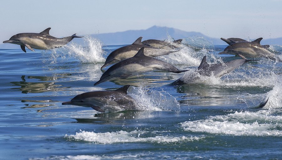 Avistamiento de grupo de delfines maravilló a vecinos desde Valparaíso a Concón