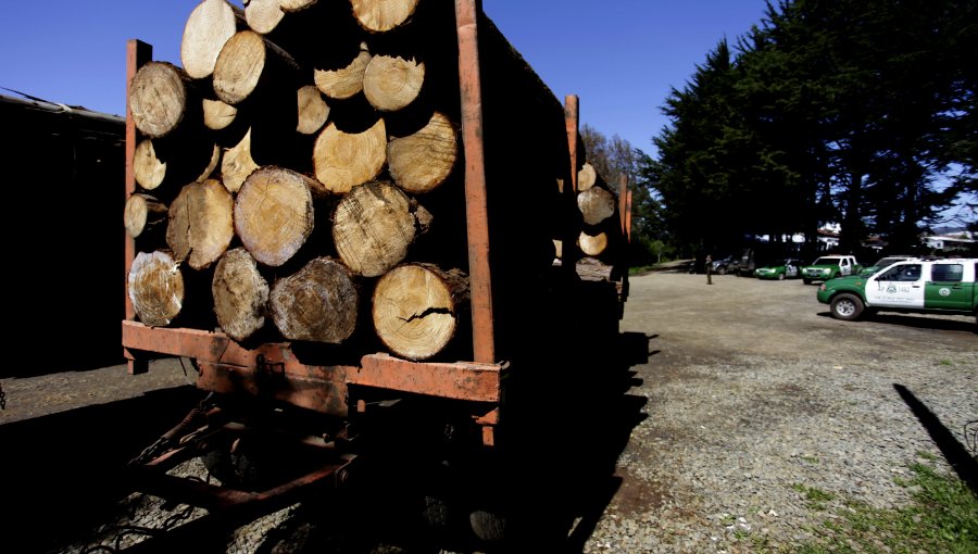Girardi: “Ley sobre robo de madera desligitima aun más a la industria forestal”