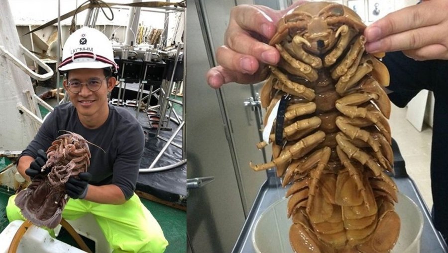 Así es la "cucaracha supergigante" descubierta en el fondo del mar de Indonesia