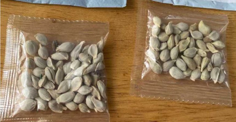 SAG llamó a no abrir paquetes que contengan semillas recibidas desde el extranjero