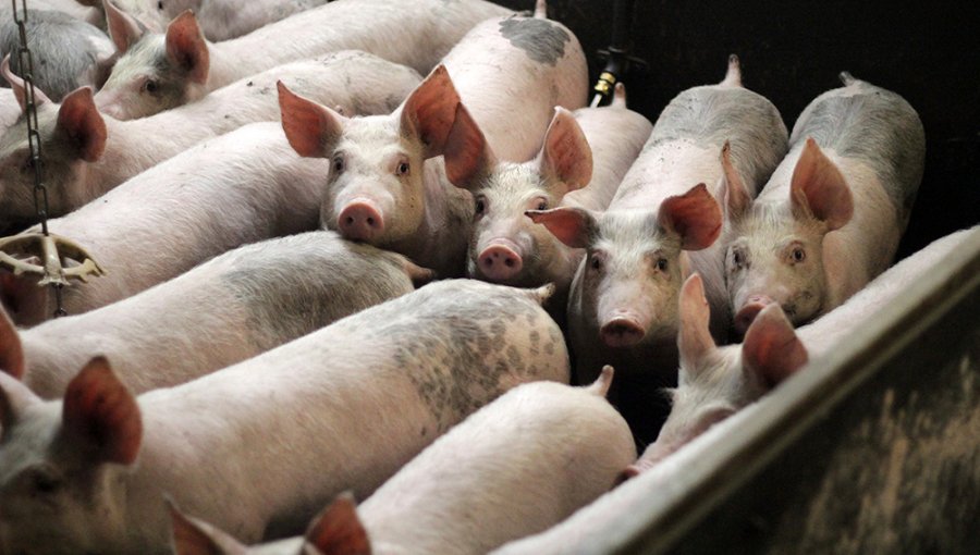 Japón también prohibió la importación de carne de cerdo de Alemania tras caso de peste porcina