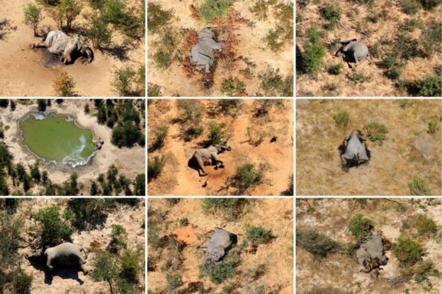 Descubren la causa de muerte de más de 300 elefantes en Botsuana