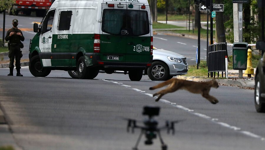 Puma avistado en Las Condes fue devuelto a su hábitat para reencuentro con su madre