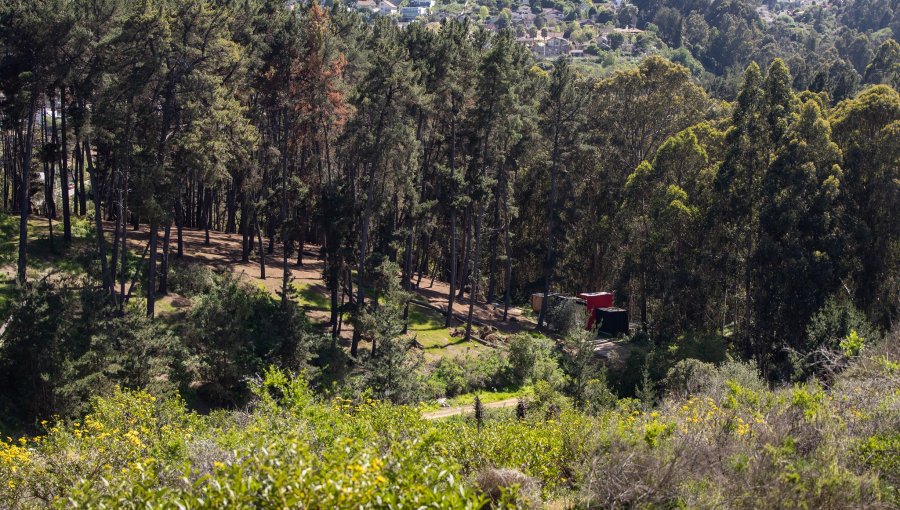 Presentan recurso para frenar proyecto inmobiliario de 19 torres en bosque de Reñaca