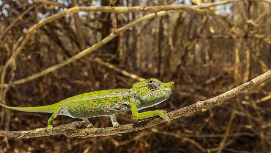Científicos alemanes descubren en Madagascar una especie de camaleón que se creía desaparecido hace un siglo