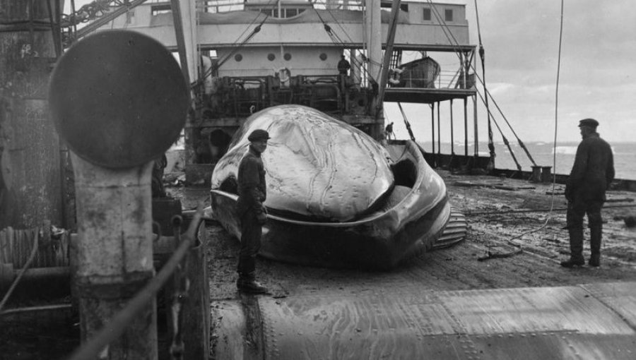 El inesperado regreso de las ballenas azules a las islas del Atlántico Sur que sorprende a los científicos