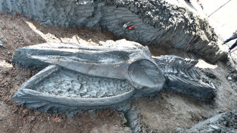 Hallan en Tailandia el esqueleto casi intacto de una ballena de hace al menos 3 mil años