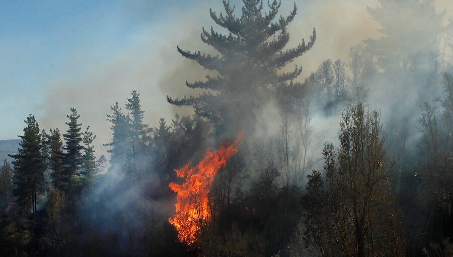 Declaran Alerta Temprana Preventiva para la región de La Araucanía por amenaza de incendio forestal