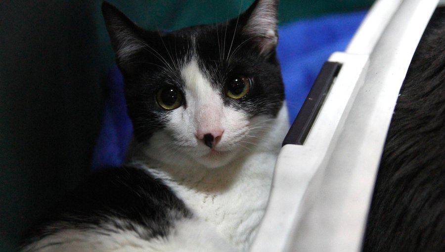 Sernac exige compensación para dueños de mascotas afectadas por lotes de alimentos "Master Cat Gatitos"