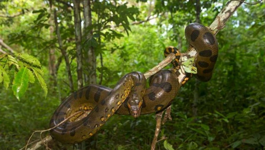 La sorprendente historia del piloto que cayó en el Amazonas y sobrevivió 36 días solo, rodeado de serpientes y cocodrilos