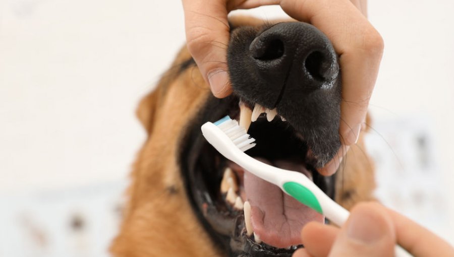 Guía para mantener la salud bucal de tu mascota