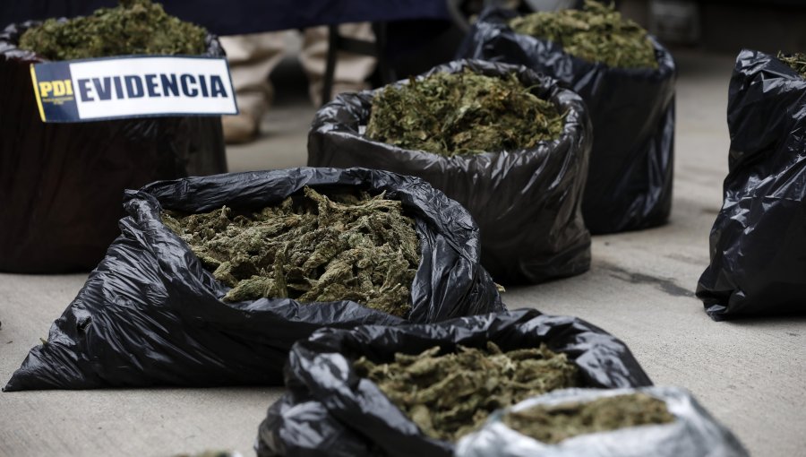 PDI incautó en Los Vilos más de 144 kilos de marihuana: La escondían en un cerro